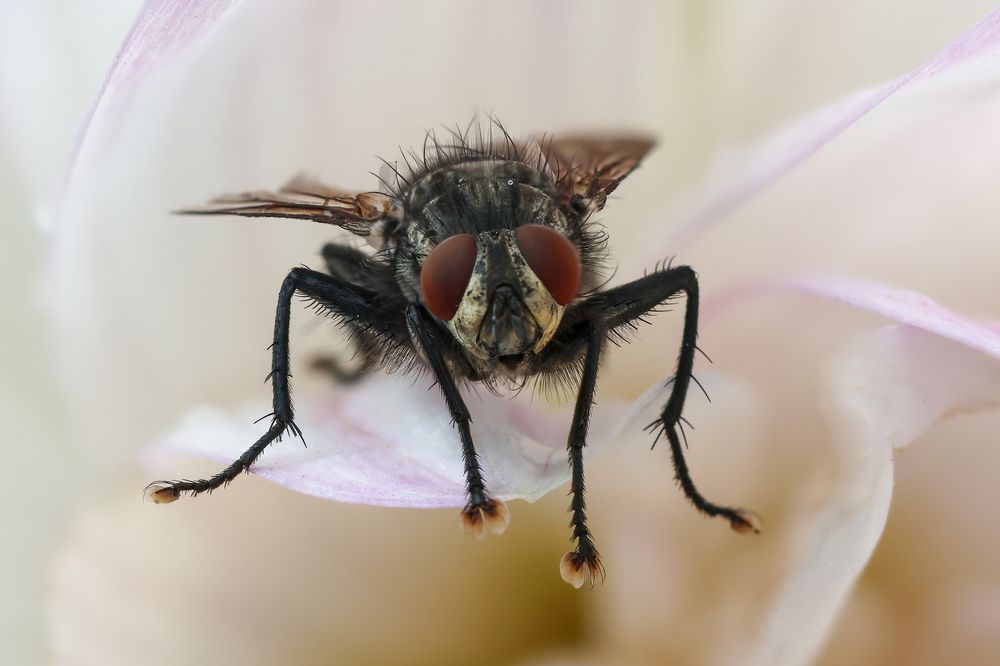 Photograph by Silvia Koopmans