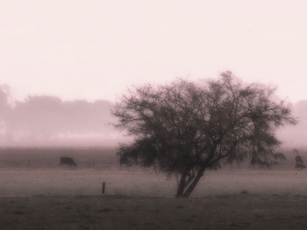 Photograph by Viviana García