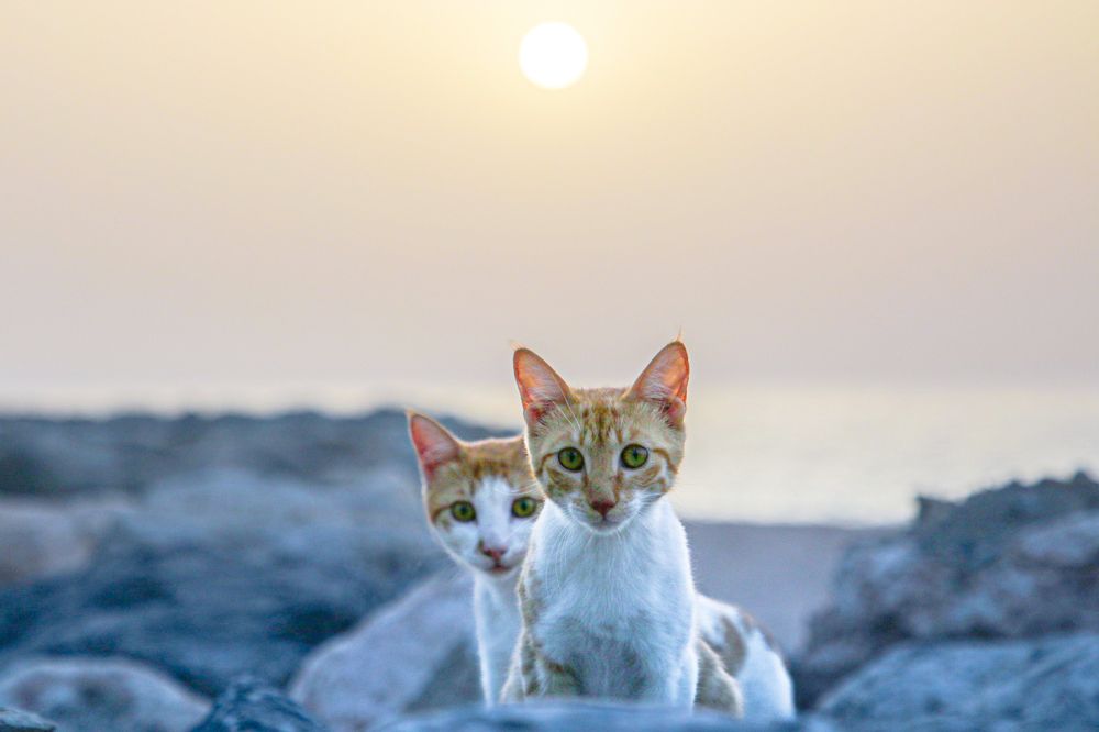 Photograph by Sarkar Arnab