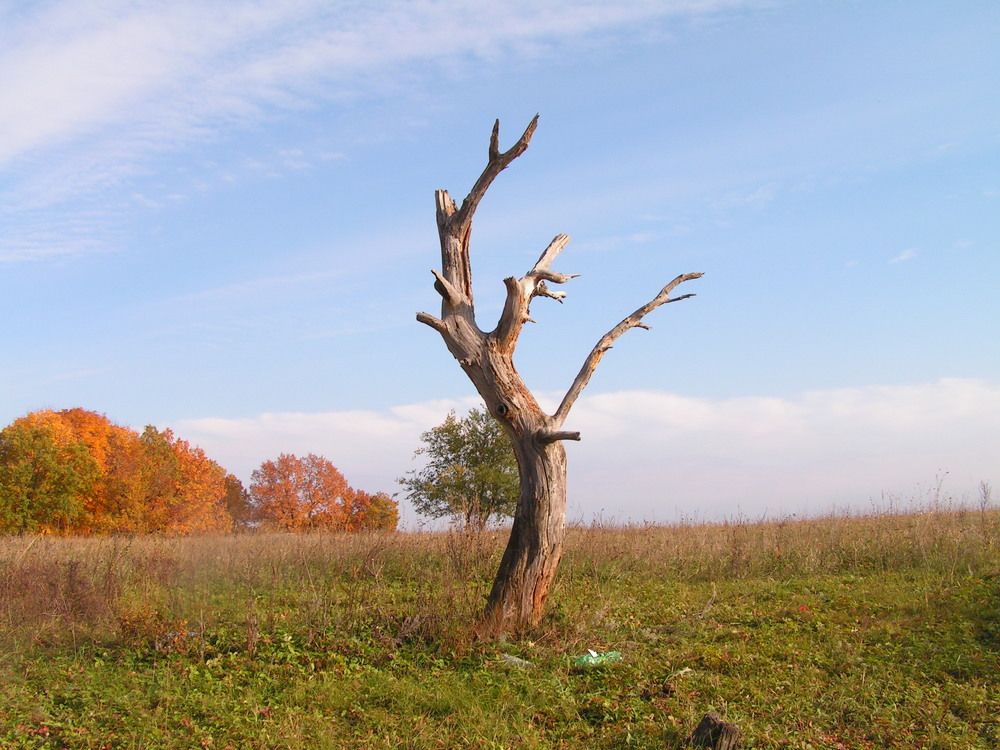 Photograph by Ольга Солодова