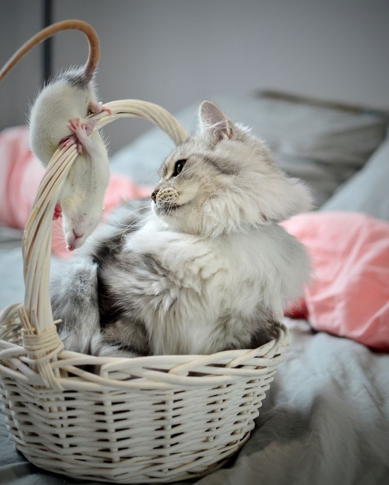 Photograph by Бочериков Александр