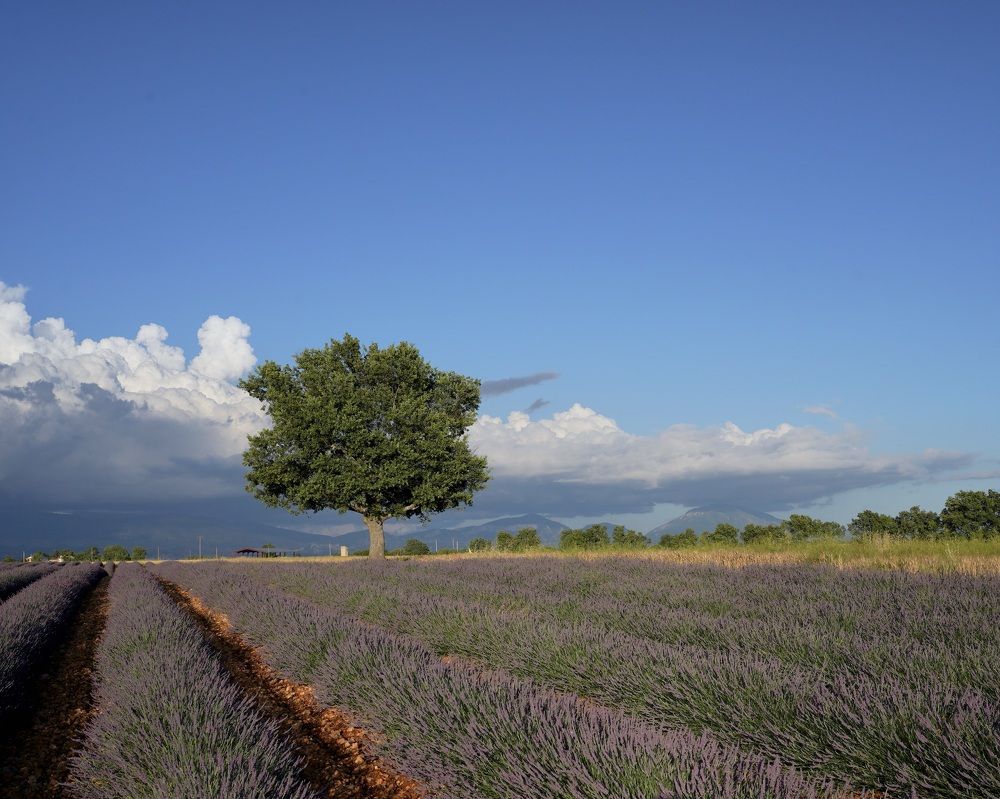 Photograph by Marina Odintsova