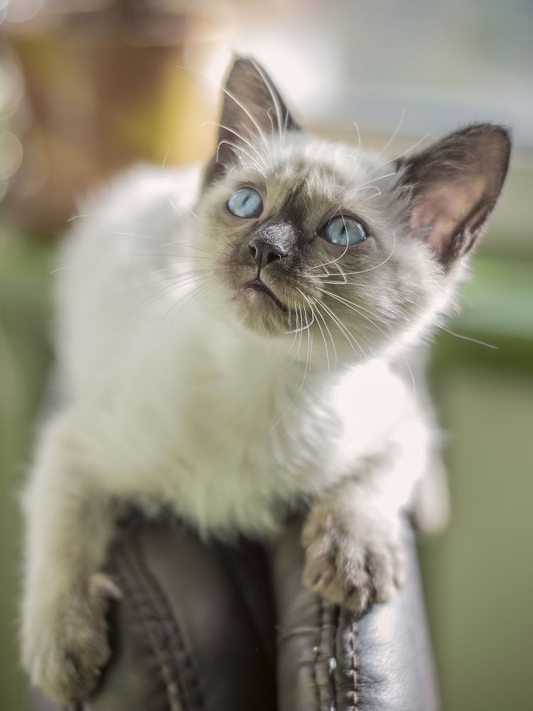 Кошечка Чуня