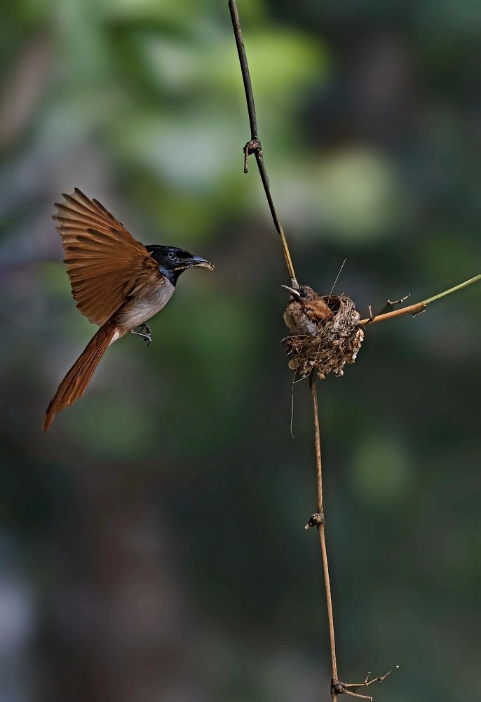 Photograph by Saptarshi Dasgupta