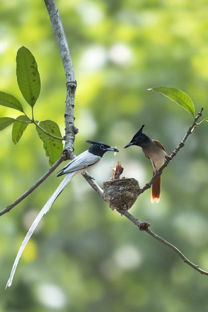 Photograph by Saptarshi Dasgupta
