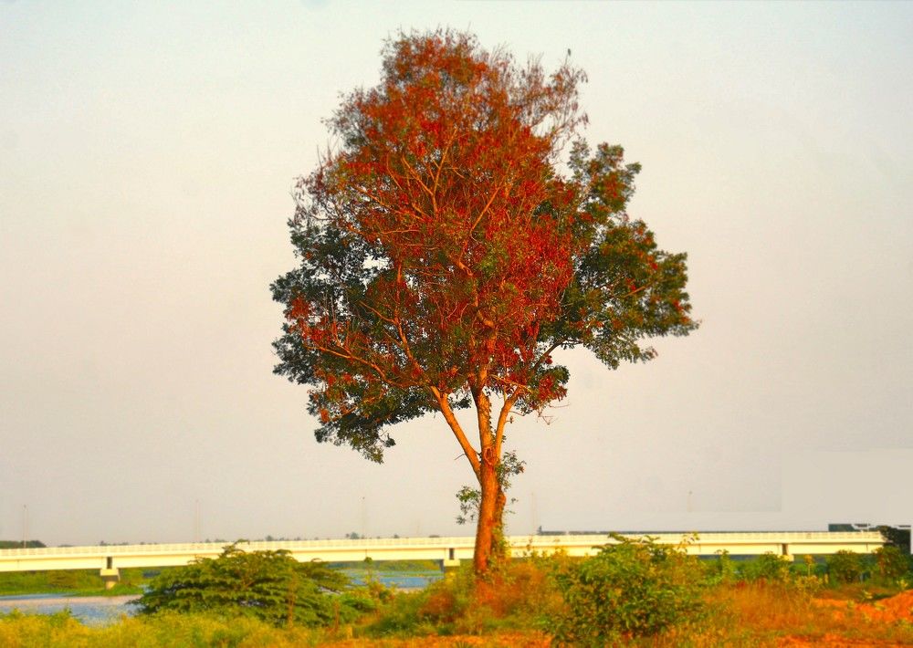 Фотография автора Nadarajan Lakshmanswamy