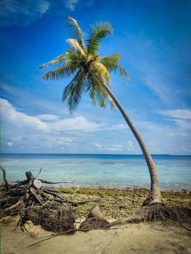 Одинокая пальма