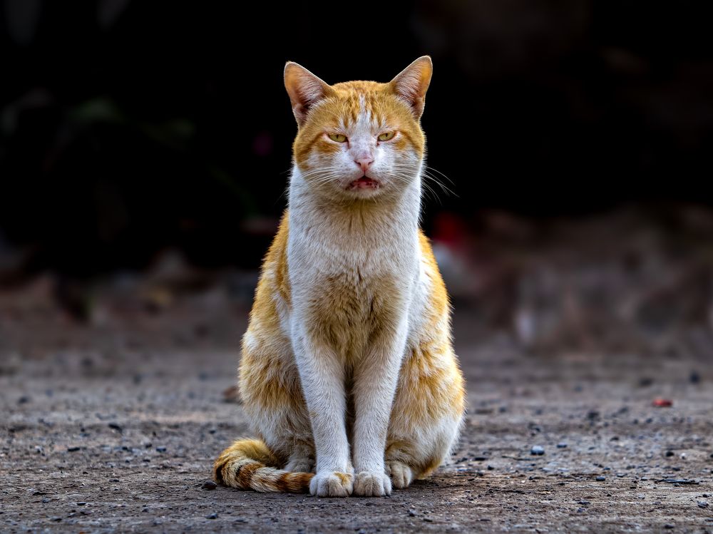 Photograph by Gulam Mohiuddin Chandiwala