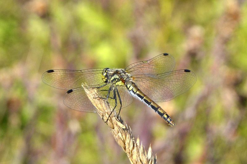 maksim telegin, Russia
