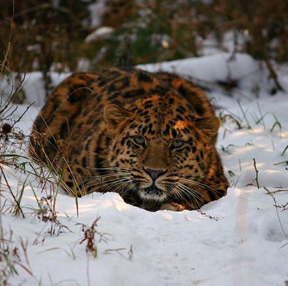 Хищник в лесу.