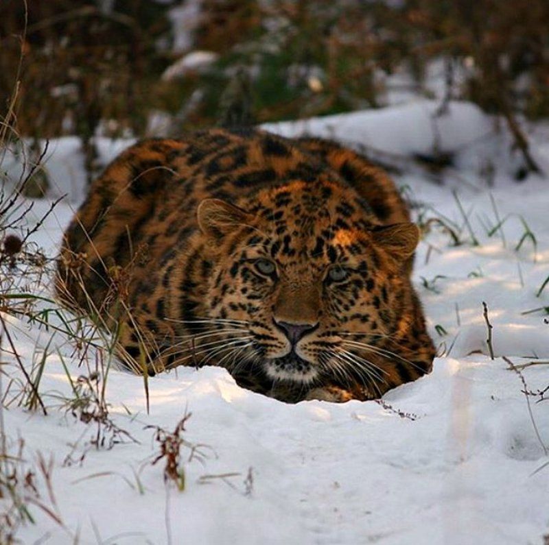 Нина Татаренко, Russia