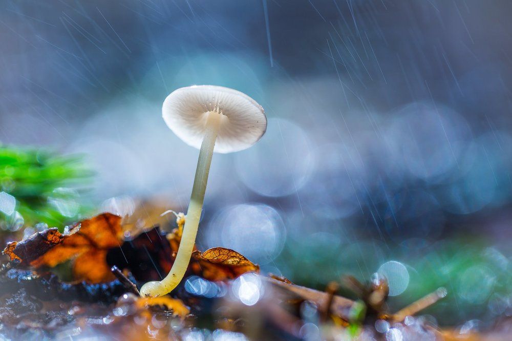 Майский первенец