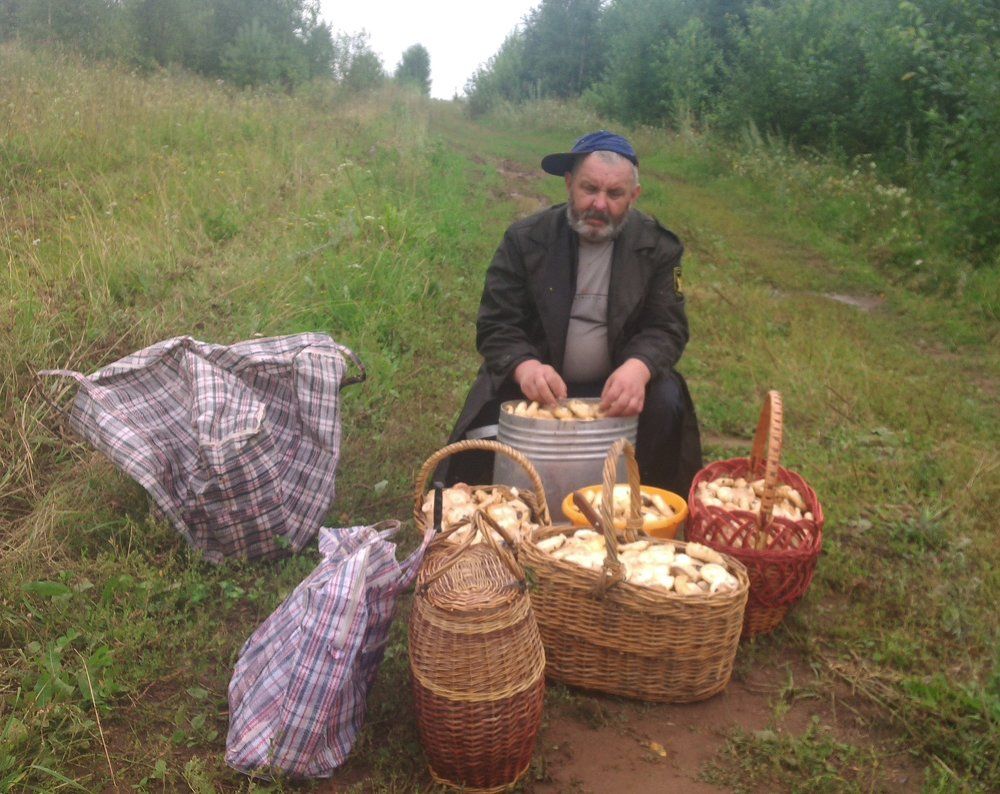 Грибы. Белый груздь.