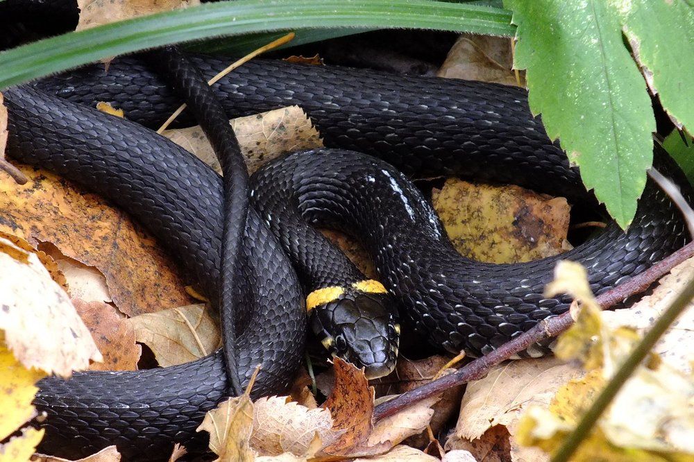 Уж! надо же - какая встреча!