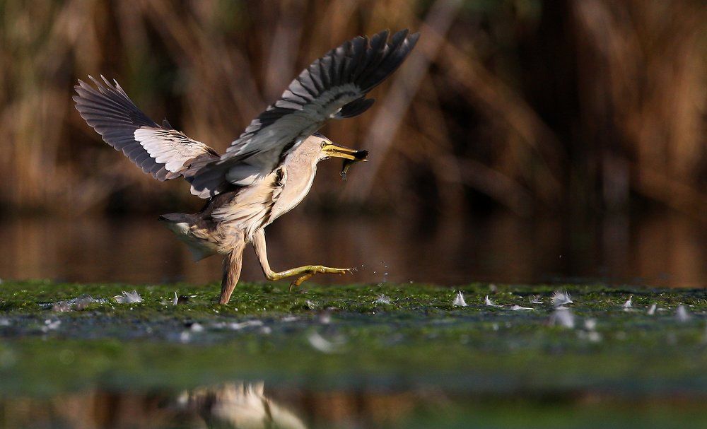 Малая выпь (Little Bittern)