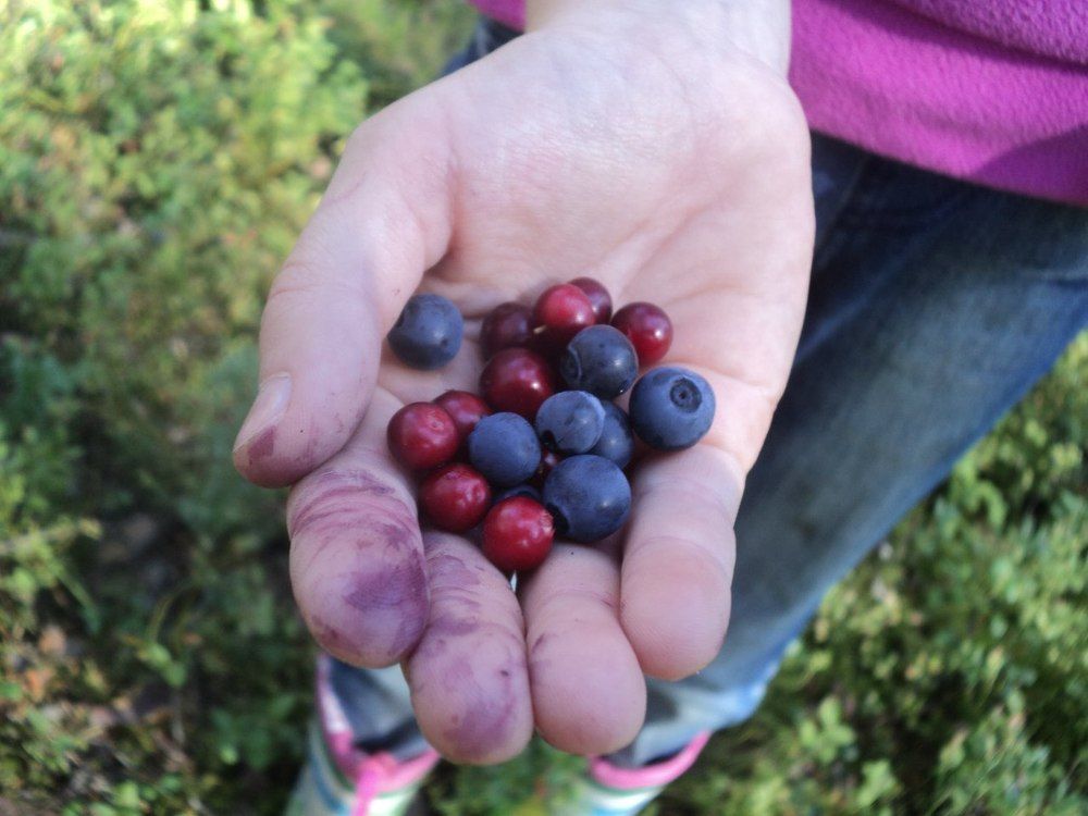 Щедрая осень Карелии