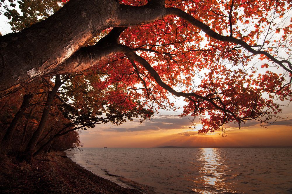 В цвете заката