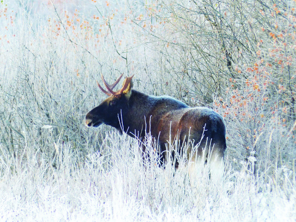 Лесной отшельник