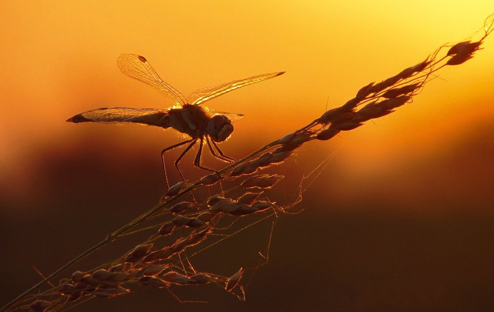 Улыбающаяся стрекоза.