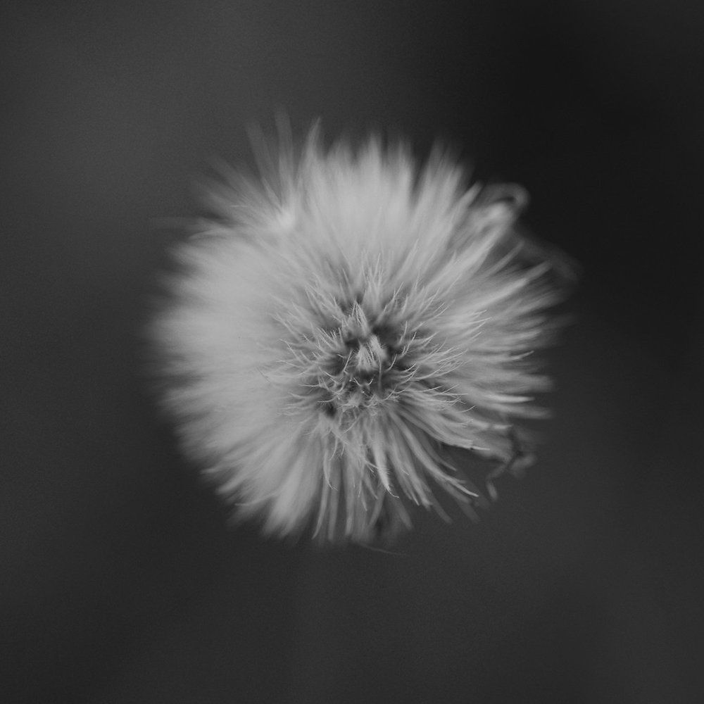 Черно-белая осень