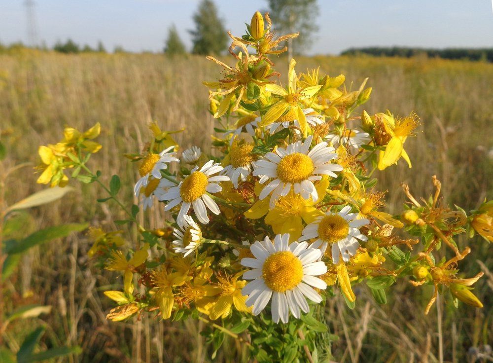 Полевой букет