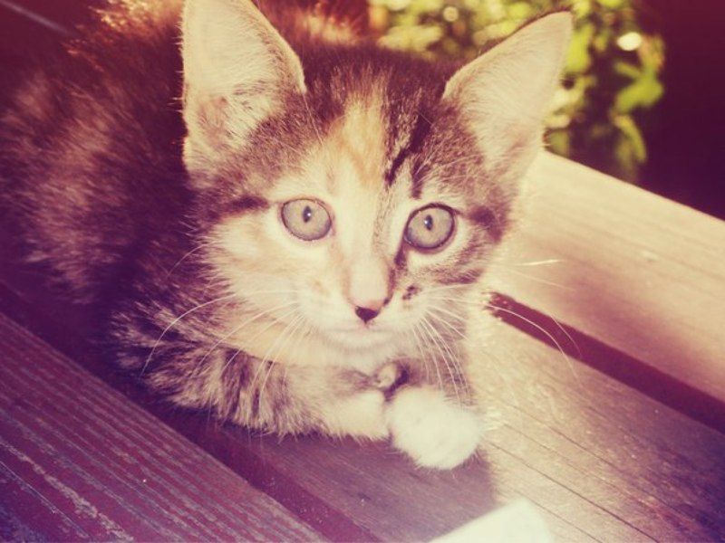 Юлиана, Russia