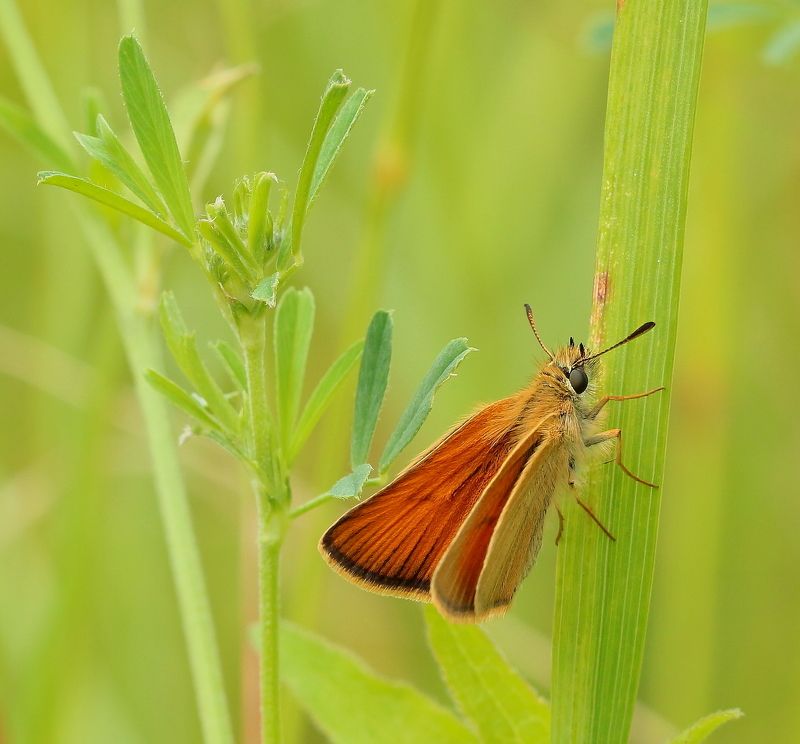 Oleg Komarickiy, Russia