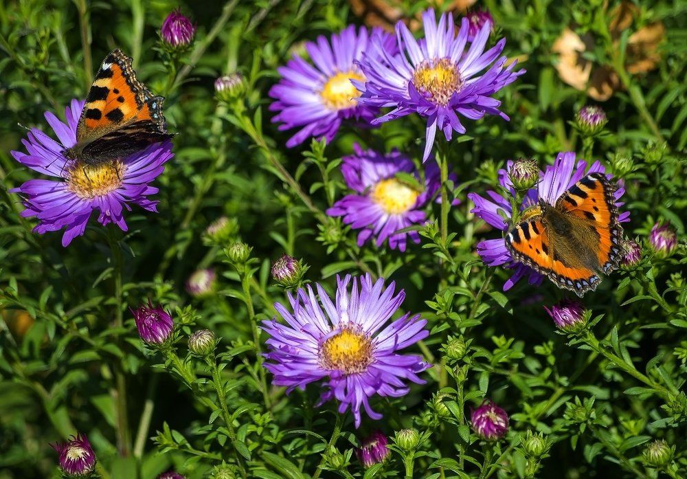 А это всё: цветы, цветы, цветы!!!