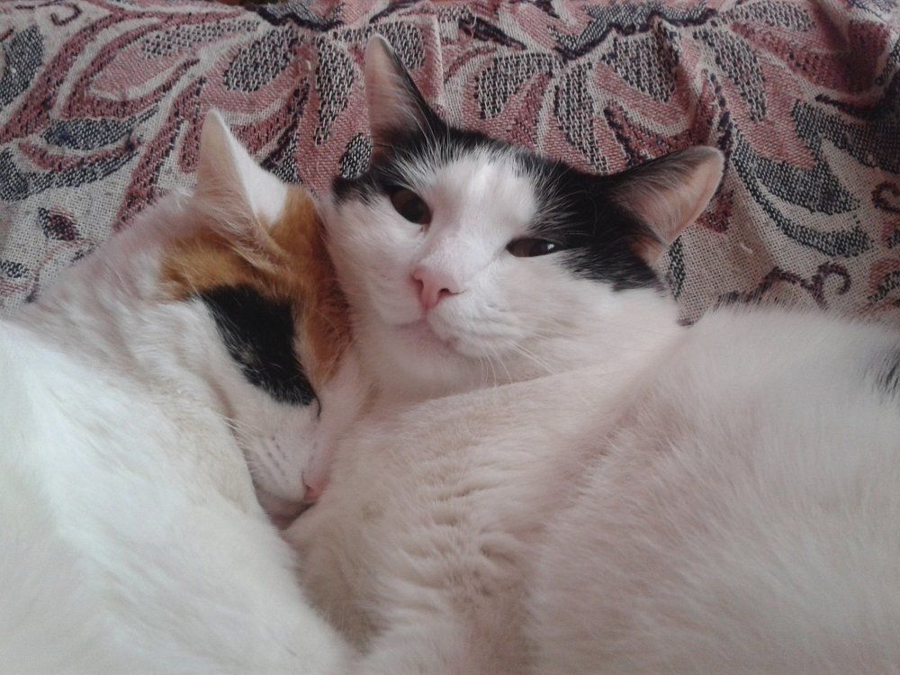 Photo #1078666
