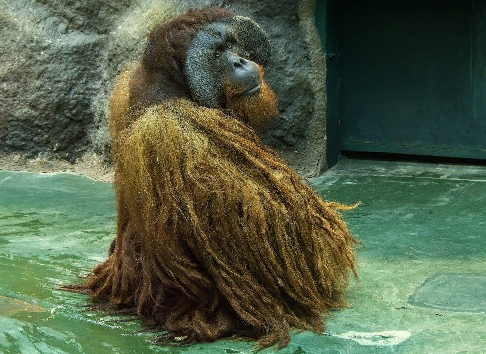 Девушки, оцените мои дреды?