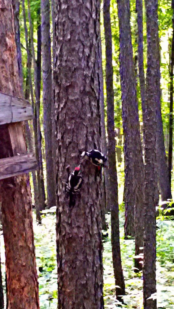 Птички в лесу