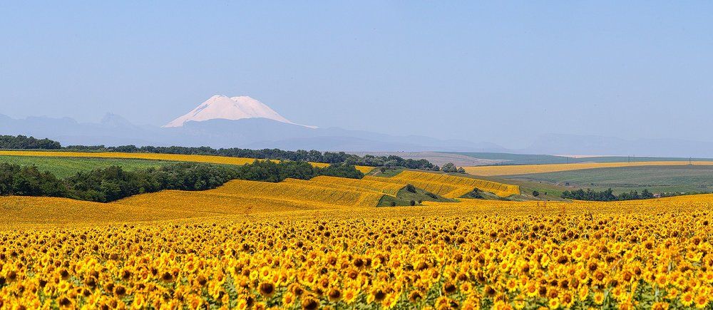 подсолнечная страна