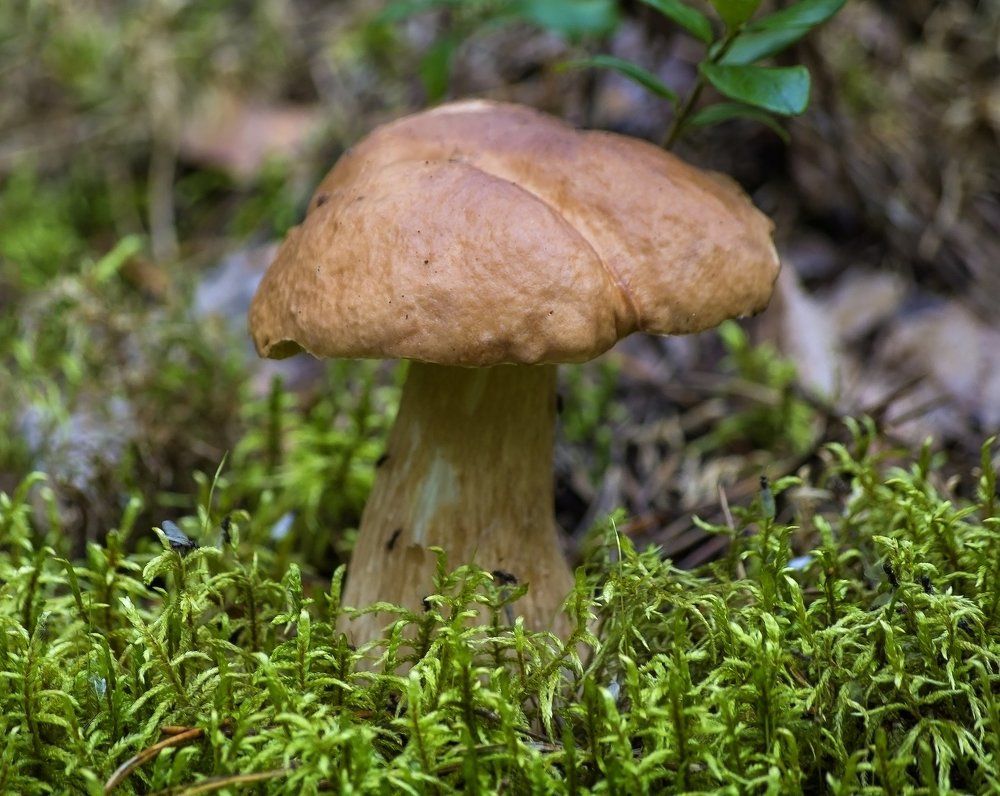 Утренняя сонная земля.  Белый гриб – как Муромец Илья.