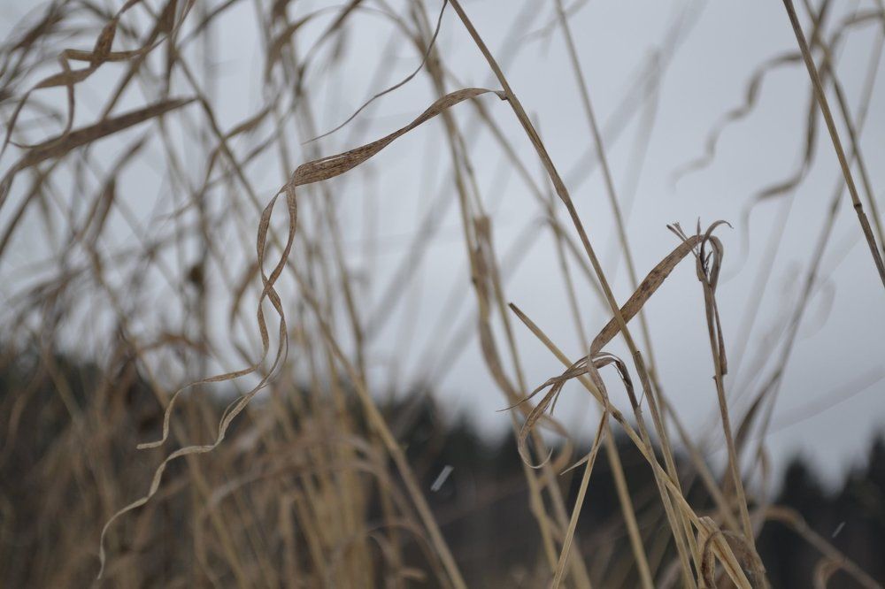 Степные травы