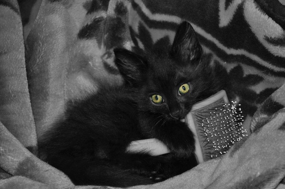 Пушистое счастье