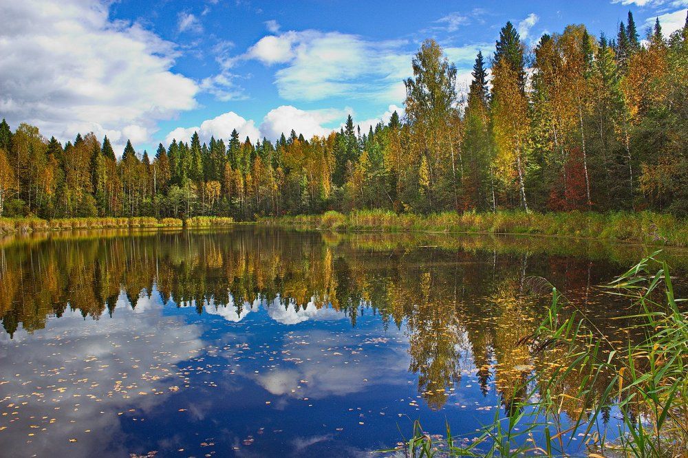 Осень на лесном озере