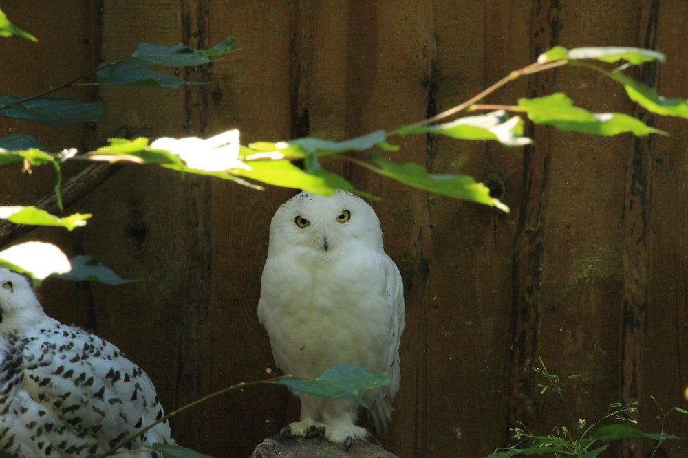 Photograph by Nina Mihailukova