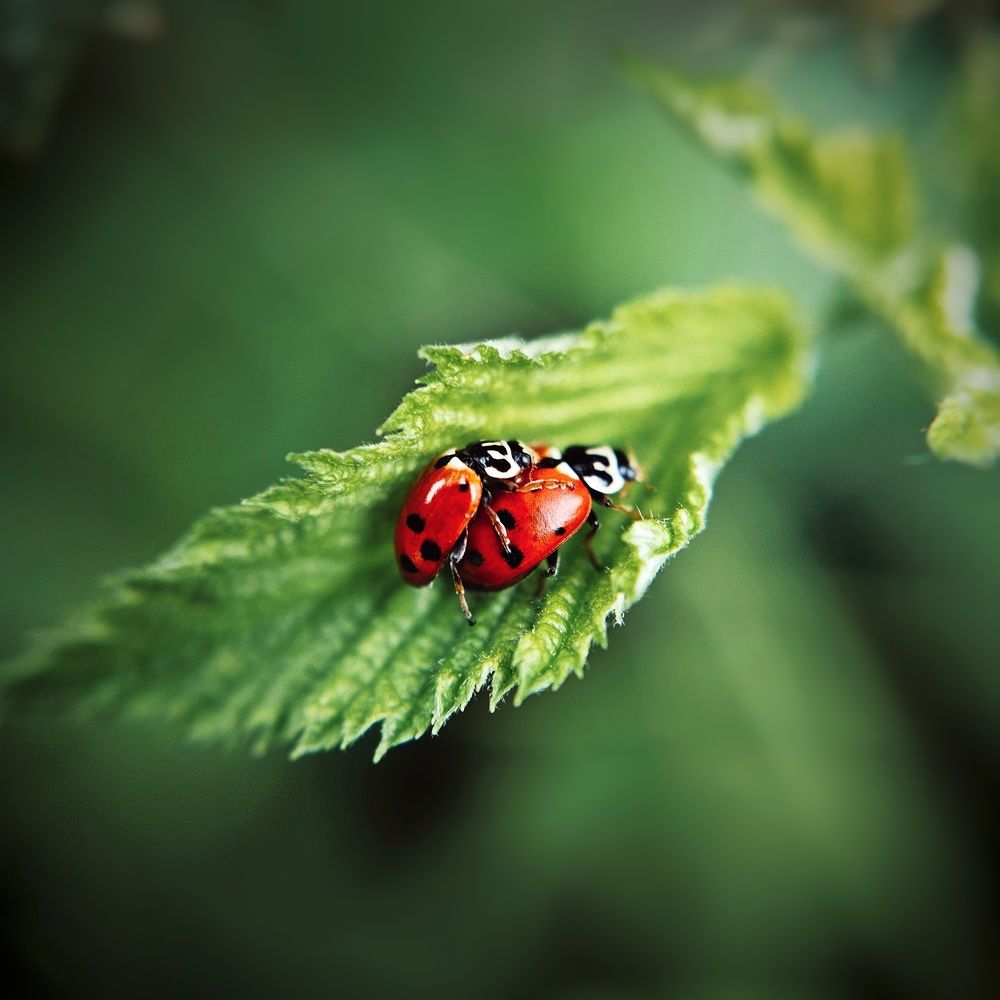 Photograph by Ольга Веселова