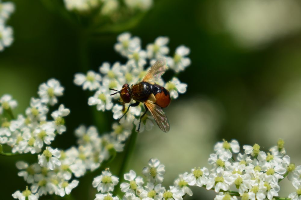 Photograph by Наталья Еременко