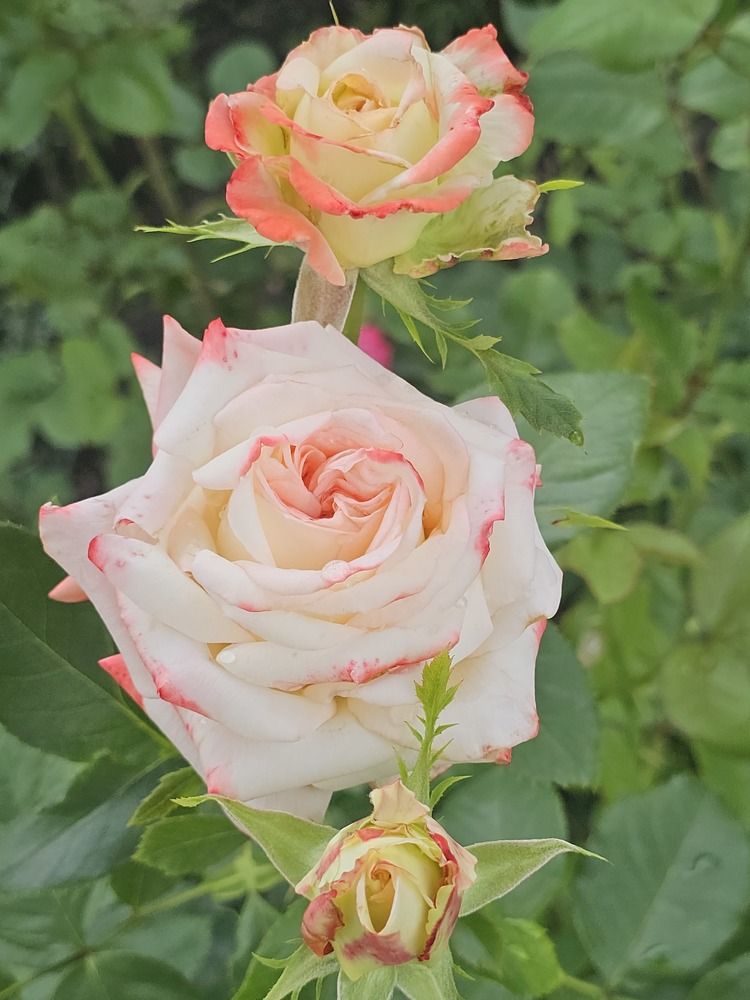 Фотография автора Александр Петуховский