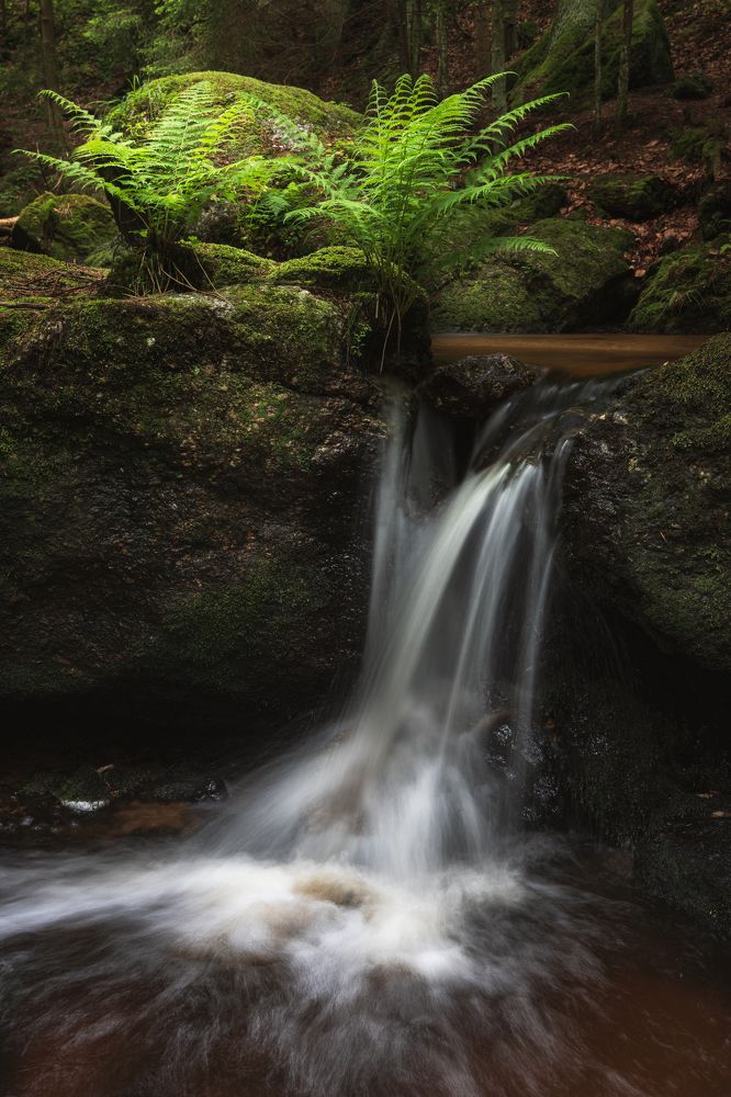 Ferns and a Waterfall