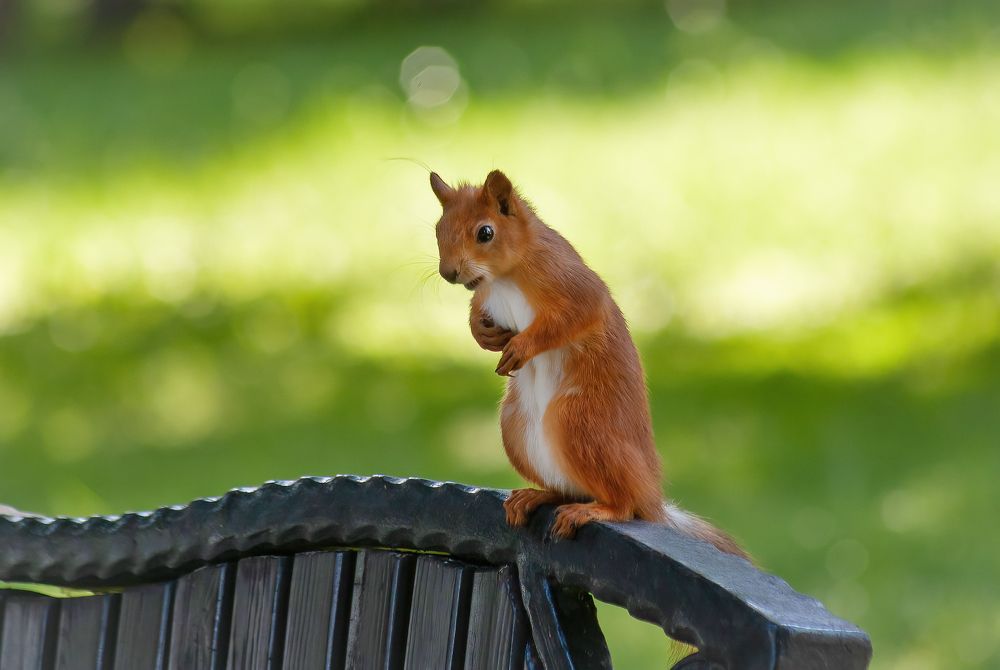 Стесняюсь спросить, а кормить сегодня будут?