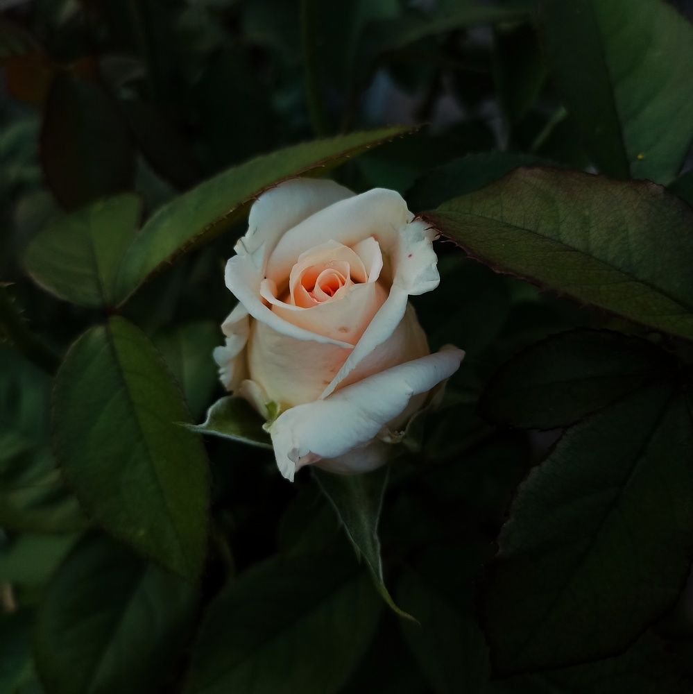 Photograph by Ольга Стариченко