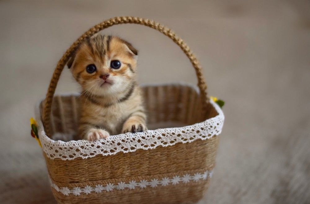 Photograph by Татьяна Мыгакова