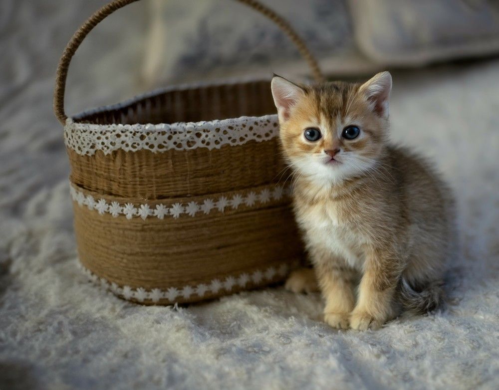 Photograph by Татьяна Мыгакова