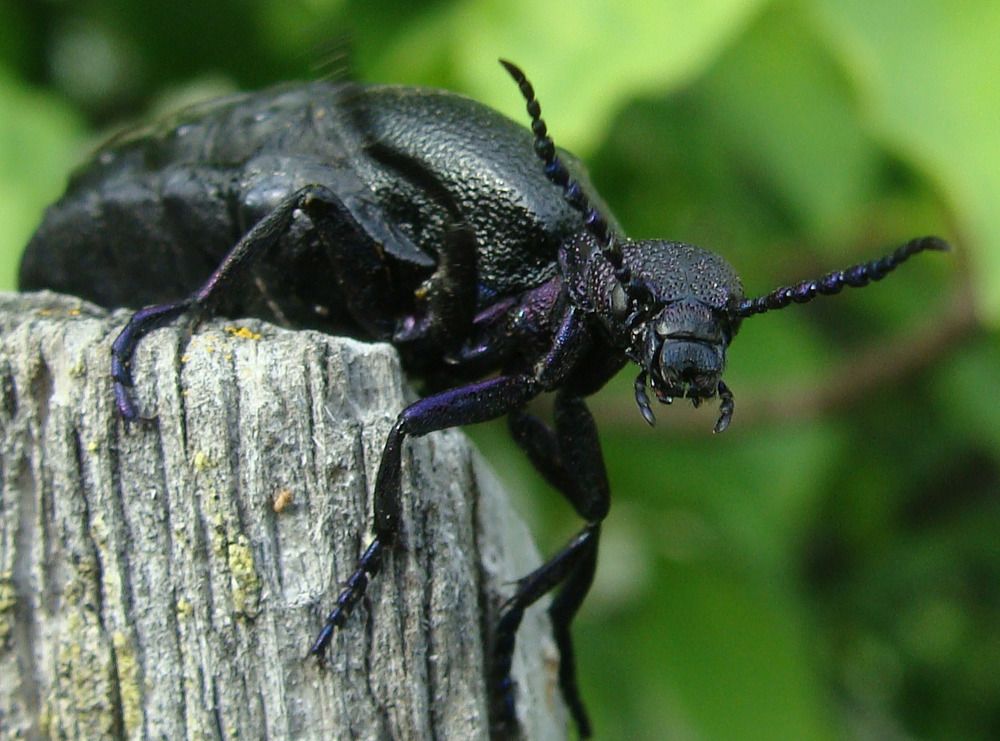 Фотография автора Павел Попов