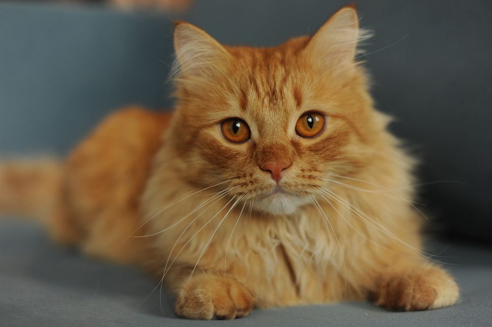 Photograph by Екатерина Пенежина