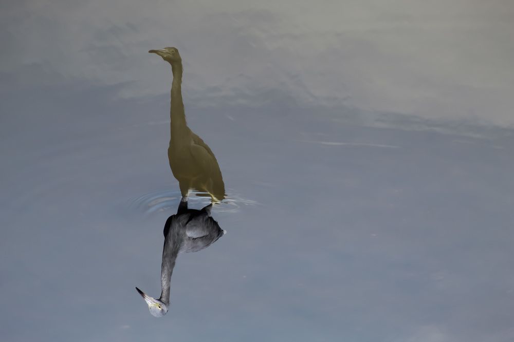 Фотография автора Márcia C S Machado