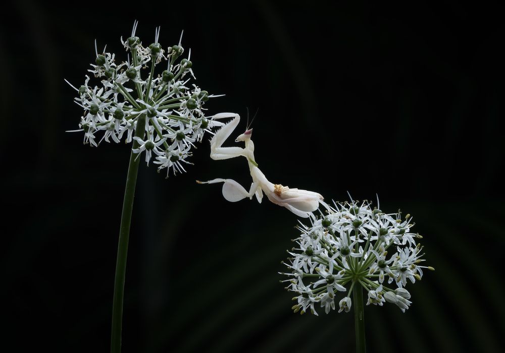 Photograph by Pang Way