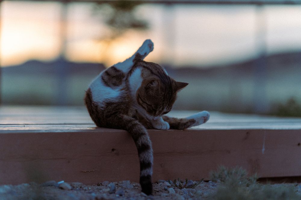 Photograph by Bolatkali Zhan